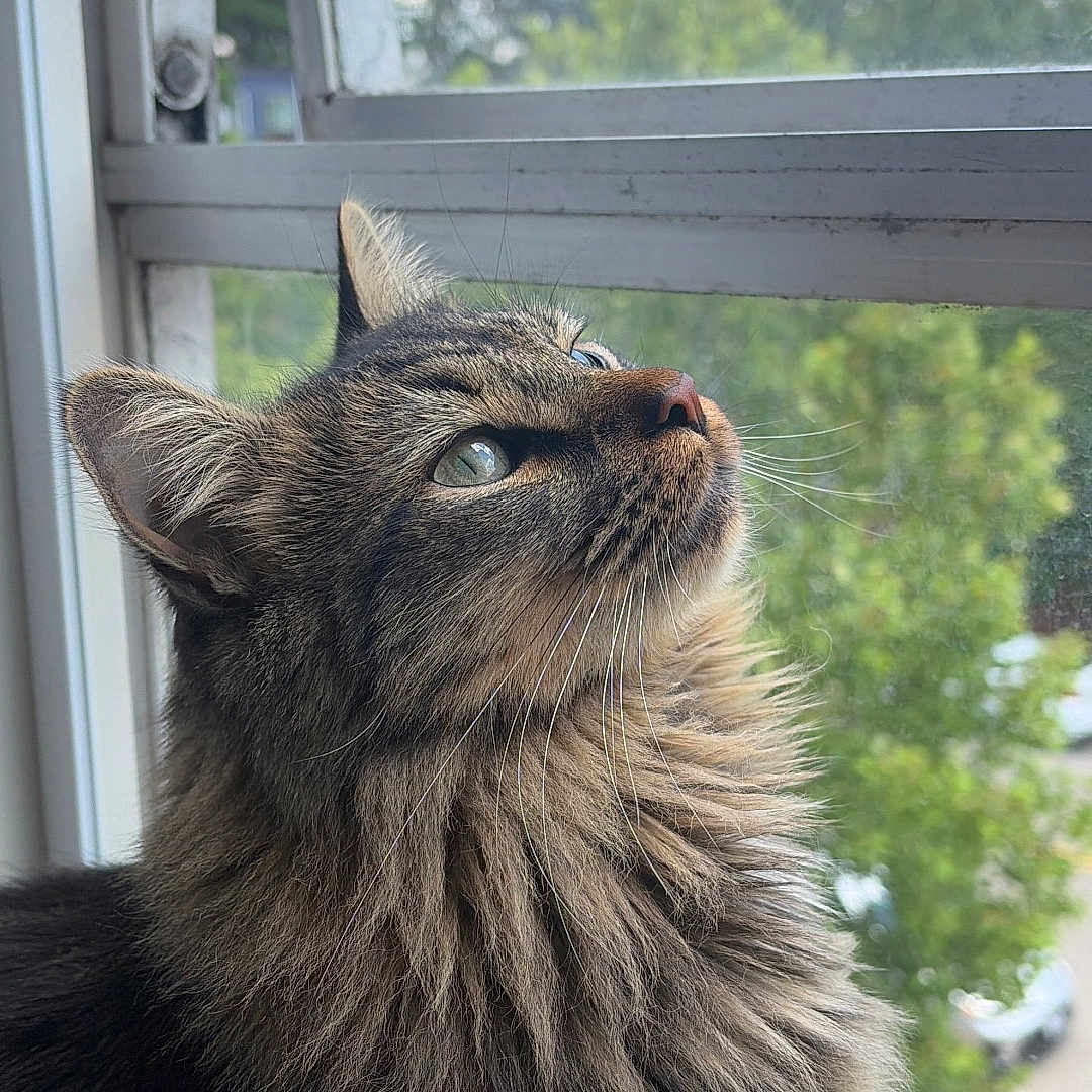 Romeo
