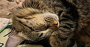 Romeo is registered to the contest to win money with this photo: cat, tabby, sleeping, paw, fur, whiskers, close_up, cozy, cute, pet, animal, relaxing, indoor, soft, blanket, plush_toy, resting, peaceful, mammal, feline