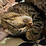 cat, tabby, sleeping, paw, fur, whiskers, close_up, cozy, cute, pet, animal, relaxing, indoor, soft, blanket, plush_toy, resting, peaceful, mammal, feline