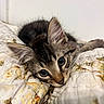 Romeo is registered to the contest to win money with this photo: kitten, cat, tabby, cute, pet, animal, feline, fur, whiskers, eyes, closeup, bed, quilt, floral_pattern, resting, cozy, indoor, soft_light, young, cute_pet