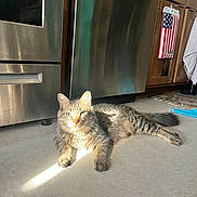 Romeo is registered to the contest to win money with this photo: cat, tabby_cat, indoor, kitchen, floor, sunlight, sunbeam, appliance, stainless_steel, cabinet, towel, pet, animal, feline, relaxed, domestic, fur, whiskers, paw, laying_down