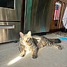 cat, tabby_cat, indoor, kitchen, floor, sunlight, sunbeam, appliance, stainless_steel, cabinet, towel, pet, animal, feline, relaxed, domestic, fur, whiskers, paw, laying_down
