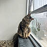 Romeo is registered to the contest to win money with this photo: cat, tabby, windowsill, window, rain, raindrops, indoor, pet, feline, curious, fluffy, fur, head_tilt, cozy, animal, domestic_cat, sitting, looking, daylight, soft_light