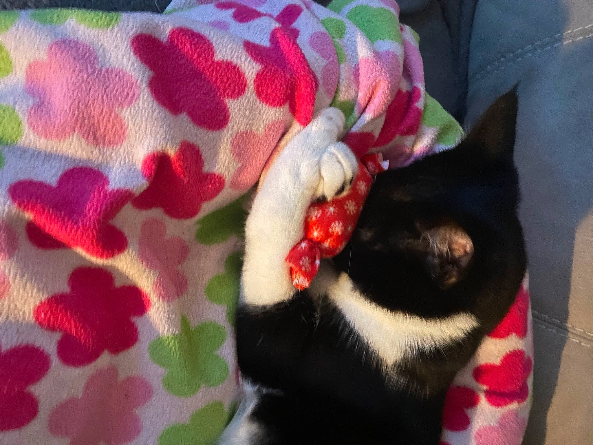 Jasper is registered to the contest to win money with this photo: carmine, carnivore, cat, cat_supply, claw, comfort, companion_dog, dog_breed, domestic_short_haired_cat, felidae, foot, fur, linens, magenta, pattern, paw, petal, small_to_medium_sized_cats, tail, whiskers