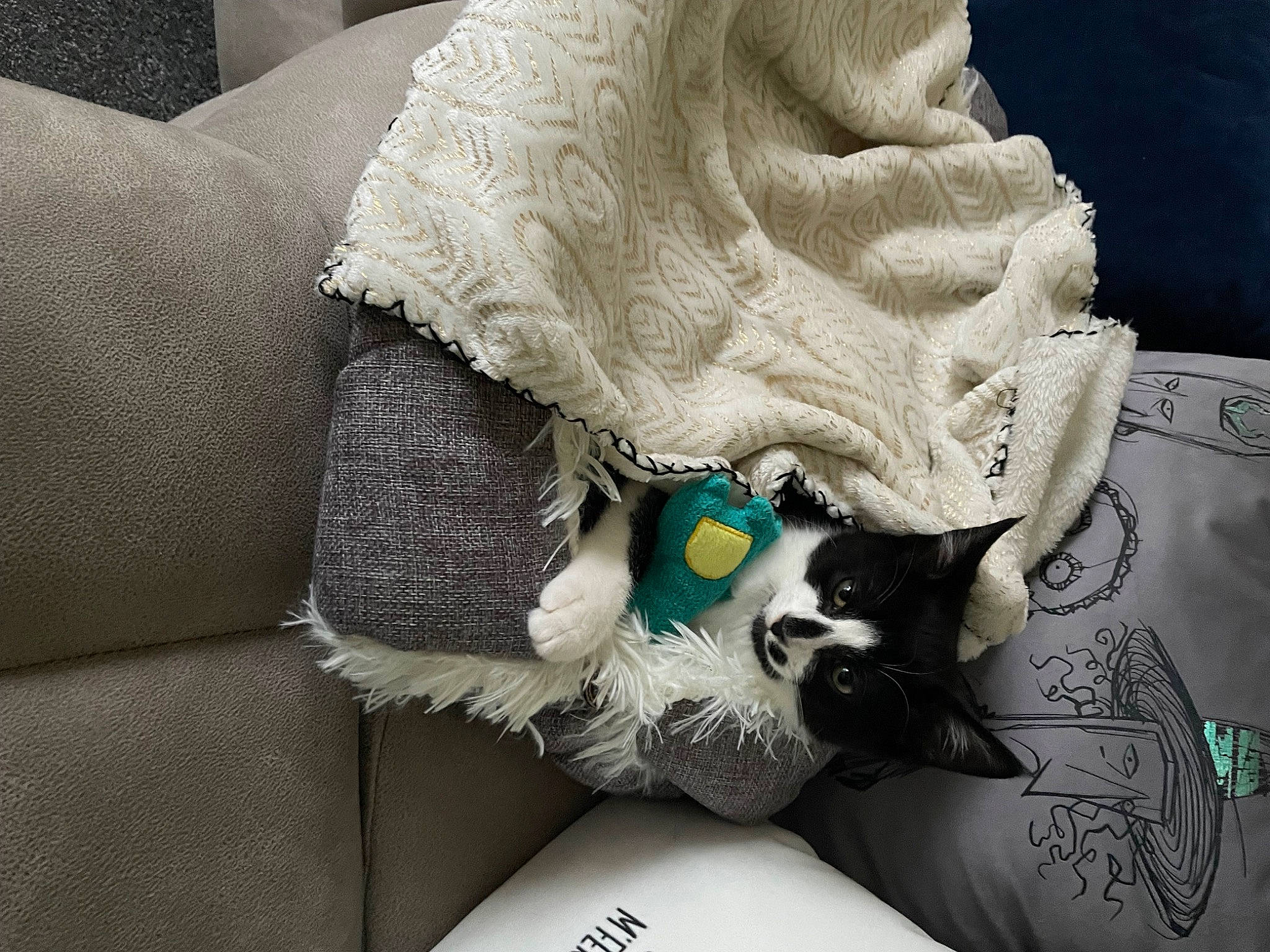 Jasper is registered to the contest to win money with this photo: bag, bedding, carnivore, cat, comfort, costume_hat, eyewear, fashion_accessory, feather, felidae, fur, goggles, grey, linens, small_to_medium_sized_cats, textile, tie, whiskers, wool, woolen