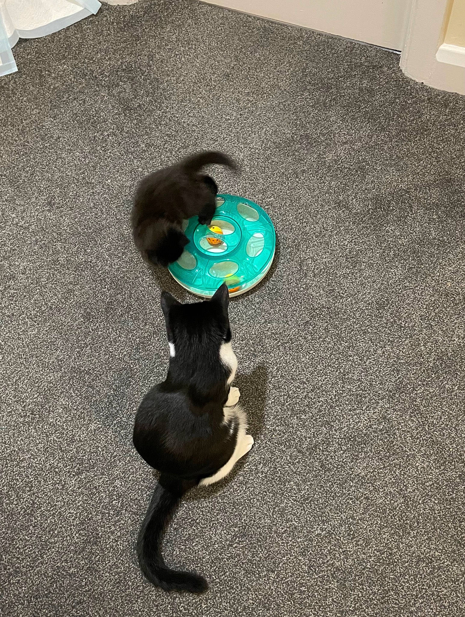 Jasper is registered to the contest to win money with this photo: black_cat, canidae, carnivore, cat, dog_breed, electric_blue, fashion_accessory, felidae, floor, flooring, fur, grey, hardwood, human_leg, linens, small_to_medium_sized_cats, sporting_group, tail, whiskers, wood