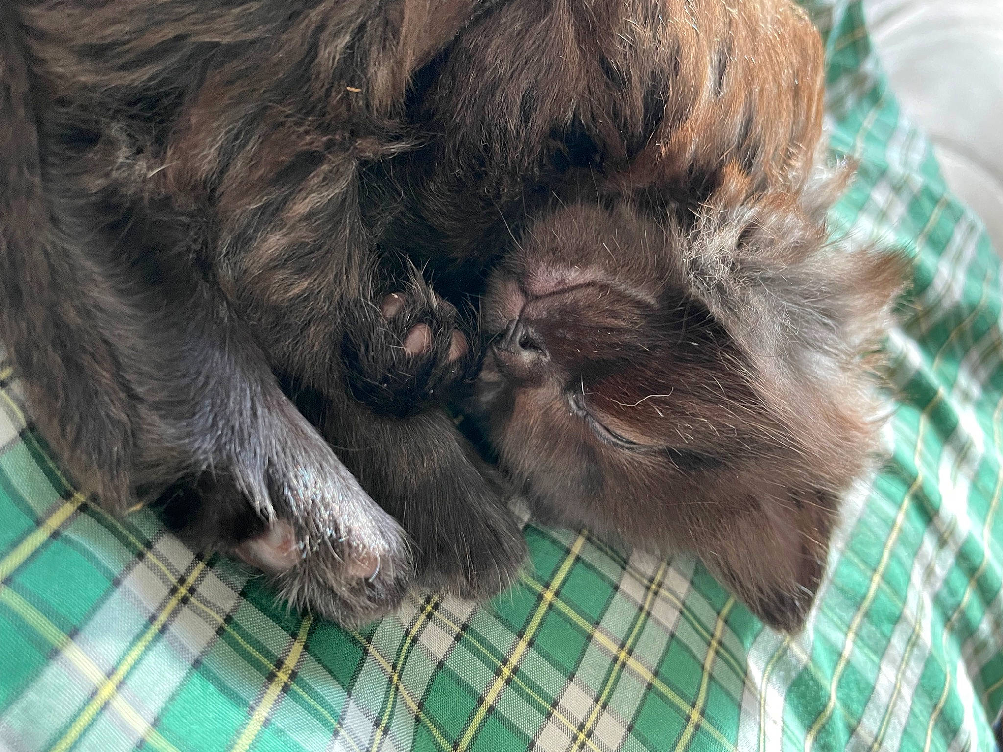 Ruby is registered to the contest to win money with this photo: canidae, carnivore, cat, claw, comfort, dog_breed, domestic_short_haired_cat, felidae, foot, fur, liver, pattern, paw, plaid, small_to_medium_sized_cats, snout, tail, tartan, terrestrial_animal, whiskers