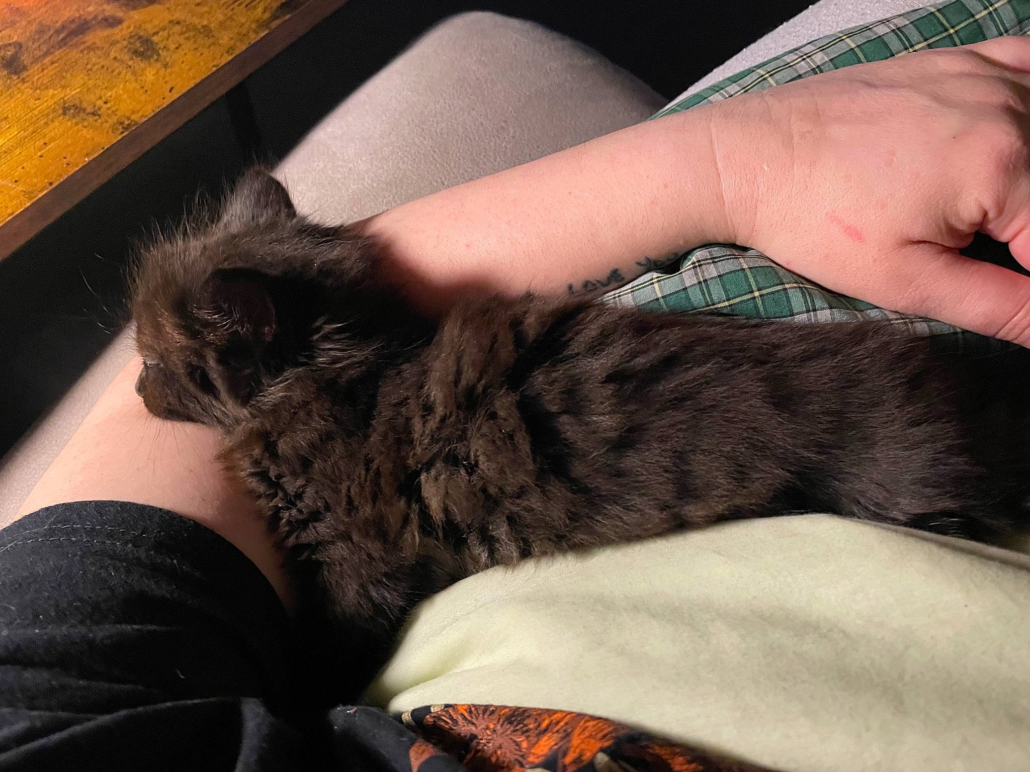 Ruby joined the competition — help win amazing prizes! carnivore, cloud, comfort, companion_dog, couch, elbow, felidae, finger, gesture, hand, human_leg, lap, leg, linens, mammal, nail, small_to_medium_sized_cats, thigh, whiskers, wrist