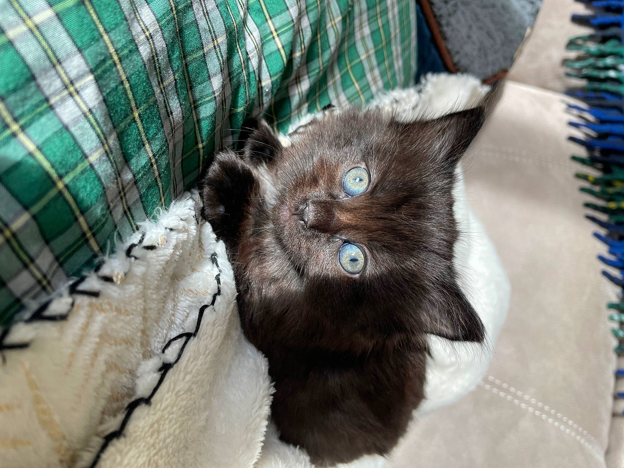 Ruby joined the competition — help win amazing prizes! black_cat, bombay, carnivore, cat, cat_supply, claw, comfort, domestic_short_haired_cat, felidae, fur, grey, pattern, paw, pet_supply, plaid, small_to_medium_sized_cats, tail, tartan, terrestrial_animal, whiskers