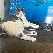 Tofu is registered to the contest to win money with this photo: cat, gray_and_white_cat, desktop, computer_monitor, keyboard, desk, indoor, pet, animal, feline, relaxed, lounging, technology, workspace, screen, icons, folders, wooden_surface, home_office, casual