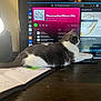 cat, gray_and_white, desk, computer, keyboard, music_playlist, screen, ring_light, speaker, planner, open_book, medication_bottles, wooden_table, indoor, pet, animal, relaxed, home_office, technology, feline
