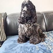 Vidocq a rejoint le concours — aidez-le/la à gagner de superbes lots ! dog, pet, cocker_spaniel, black_fur, long_hair, sofa, couch, blanket, cushion, living_room, indoor, portrait, sitting, paws, whiskers, fur_texture, home, domestic_animal, calm, cute