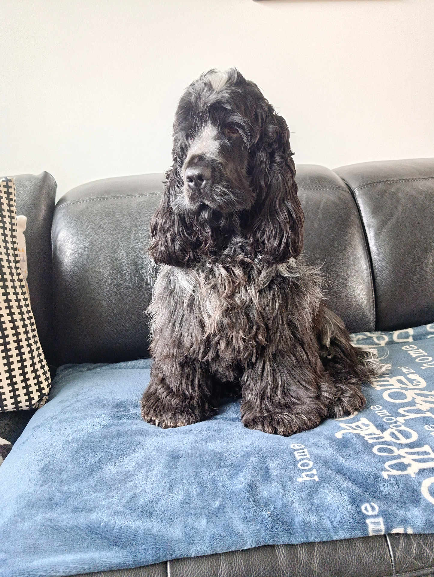 Vidocq a rejoint le concours — aidez-le/la à gagner de superbes lots ! dog, pet, cocker_spaniel, black_fur, long_hair, sofa, couch, blanket, cushion, living_room, indoor, portrait, sitting, paws, whiskers, fur_texture, home, domestic_animal, calm, cute