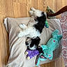 black_and_white, cozy, cuddling, dog, fluffy, furniture_leg, home, indoor, lying_down, patterned_fabric, pet, pillow, plush_bunny, puppy, purple_toy, resting, stuffed_toy, teal_bunny, toy, wooden_floor