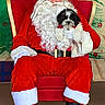background_painting, beard, black_and_white_dog, boots, carpet, celebration, christmas, costume, decorations, dog, festive, festivity, glasses, holiday, indoor, portrait, red_chair, santa_claus, seated, smile