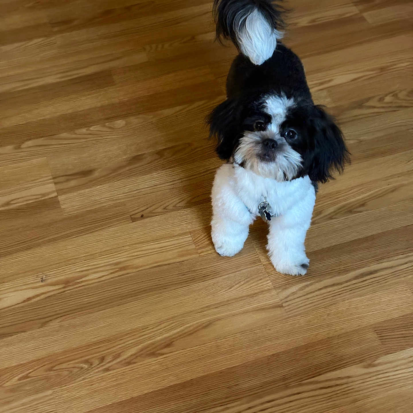 Milo