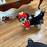 black_and_white, costume, curious, cute, dog, floor, foot, furniture, hoodie, indoor, pet, puppy, red_clothing, rope_toy, small_dog, sock, stuffed_toy, table, toy, wooden_floor