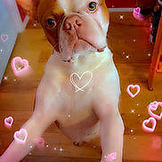 Milo Wade is registered to the contest to win money with this photo: dog, pet, indoor, floor, wood_floor, heart_shape, sparkles, cute, brown_and_white, ears, paws, looking_up, animal, love, affection, furniture, home, adorable, close_up, playful