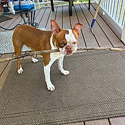 Milo is registered to the contest to win money with this photo: animal, boston_terrier, brown_and_white, canine, chair, daylight, dog, domestic_animal, ears, fur, outdoor, pet, playful, porch, rug, shoes, standing, stick, table, wooden_floor
