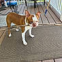animal, boston_terrier, brown_and_white, canine, chair, daylight, dog, domestic_animal, ears, fur, outdoor, pet, playful, porch, rug, shoes, standing, stick, table, wooden_floor