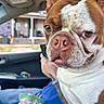 brown_and_white, canine, car_interior, casual, cheese_snacks, close_up, daytime, dog, food_bag, hand, house, indoors, person, pet, phone, portrait, seat, seatbelt, tattoo, window