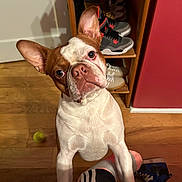 Milo joined the competition — help win amazing prizes! brown_and_white, casual, close_up, curious, dog, ears, footwear, head_tilt, household, indoor, person_leg, pet, playful, red_wall, shoe_rack, shoes, socks, sportswear, tennis_ball, wooden_floor