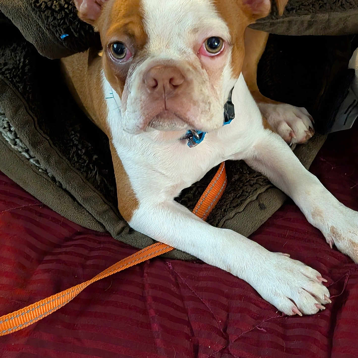 Milo