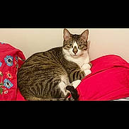 Gribouille a rejoint le concours — aidez-le/la à gagner de superbes lots ! cat, tabby_cat, white_chest, pet, animal, feline, sitting, lying_down, bed, bedding, pink_blanket, floral_fabric, indoors, bedroom, portrait, looking_at_camera, ears, whiskers, cozy, phone_screenshot