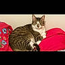 cat, tabby_cat, white_chest, pet, animal, feline, sitting, lying_down, bed, bedding, pink_blanket, floral_fabric, indoors, bedroom, portrait, looking_at_camera, ears, whiskers, cozy, phone_screenshot