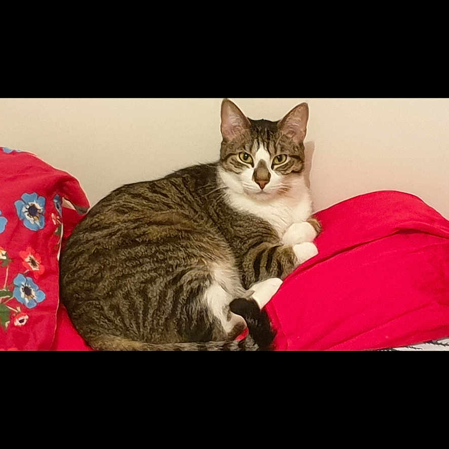 Gribouille a rejoint le concours — aidez-le/la à gagner de superbes lots ! cat, tabby_cat, white_chest, pet, animal, feline, sitting, lying_down, bed, bedding, pink_blanket, floral_fabric, indoors, bedroom, portrait, looking_at_camera, ears, whiskers, cozy, phone_screenshot