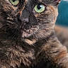 animal, blurred_background, cat, close_up, curious, cute, domestic_cat, feline, fur, green_eyes, indoor, looking_at_camera, pet, portrait, relaxed, soft_light, striped_pattern, tabby, tortoiseshell_cat, whiskers
