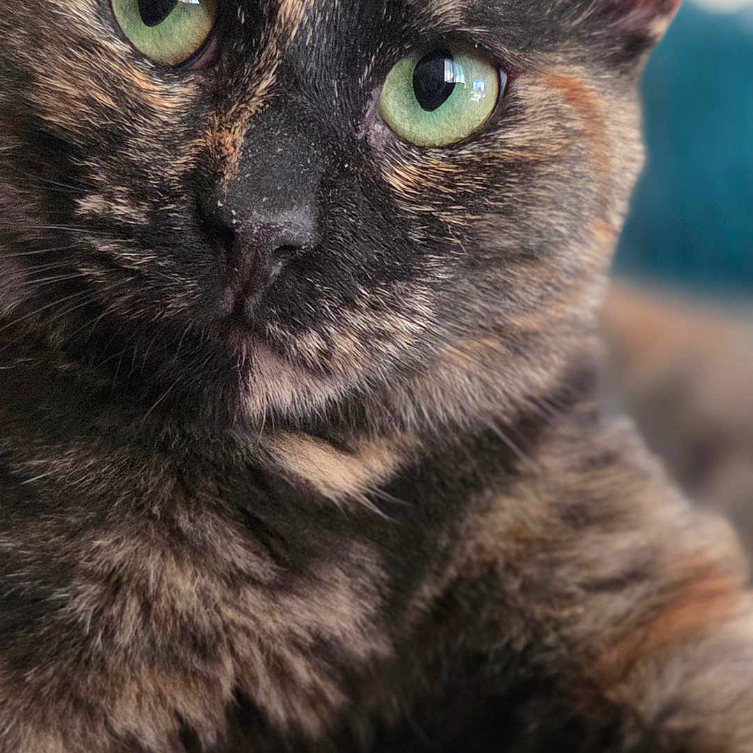 Bernadette a rejoint le concours — aidez-le/la à gagner de superbes lots ! cat, tortoiseshell_cat, close_up, green_eyes, pet, feline, fur, whiskers, animal, cute, portrait, indoor, soft_light, blurred_background, looking_at_camera, domestic_cat, striped_pattern, tabby, relaxed, curious