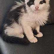 Denise a rejoint le concours — aidez-le/la à gagner de superbes lots ! abyssinian, angora, animal, cat, chair, couch, furniture, indoors, kitten, manx, person, pet, siamese, sleeping