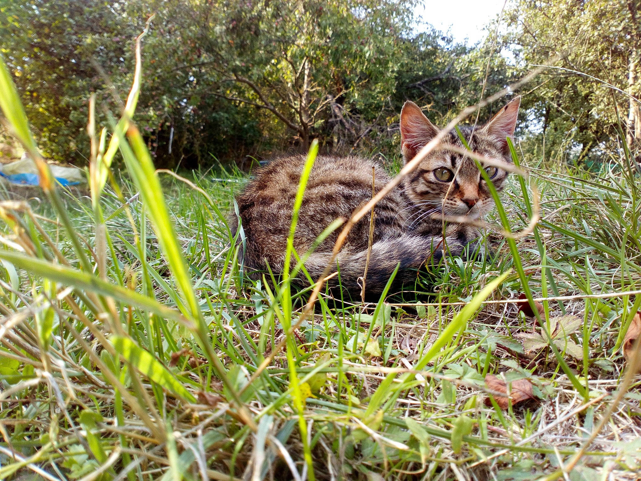 Frimousse a rejoint le concours — aidez-le/la à gagner de superbes lots ! bengal, carnivore, cat, domestic_short_haired_cat, european_shorthair, felidae, grass, grass_family, organism, plant, plant_community, small_to_medium_sized_cats, tabby_cat, terrestrial_animal, tree, whiskers, wild_cat, wildlife