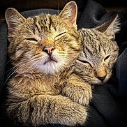 Buddy And Jovi is registered to the contest to win money with this photo: animal, cat, close_up, companion, cozy, cute, domestic_cat, feline, friendship, fur, mammal, pets, portrait, resting, sleepy, snuggling, soft, tabby_cat, warm, whiskers