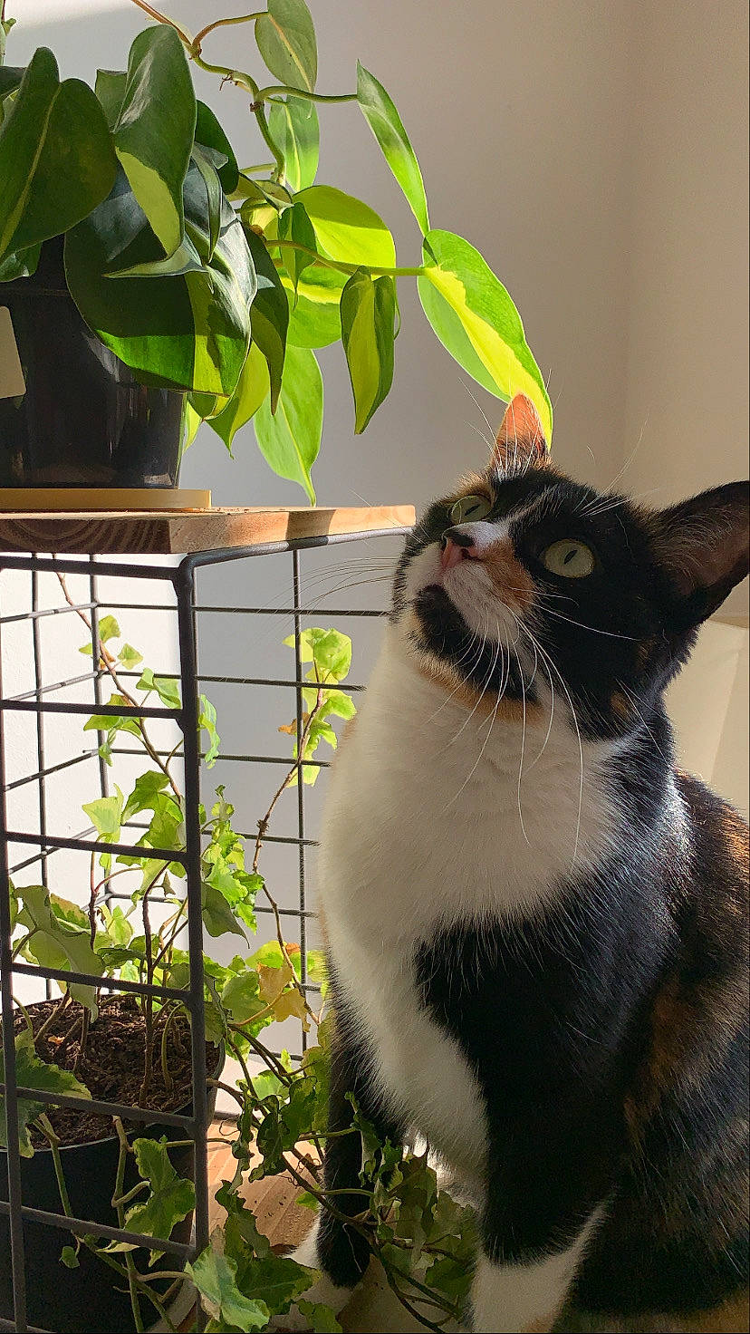 Pheeby a rejoint le concours — aidez-le/la à gagner de superbes lots ! carnivore, cat, domestic_short_haired_cat, felidae, fur, garden, grass, herb, houseplant, mesh, pet_supply, plant, small_to_medium_sized_cats, snout, tail, terrestrial_animal, tree, whiskers, wildlife, window