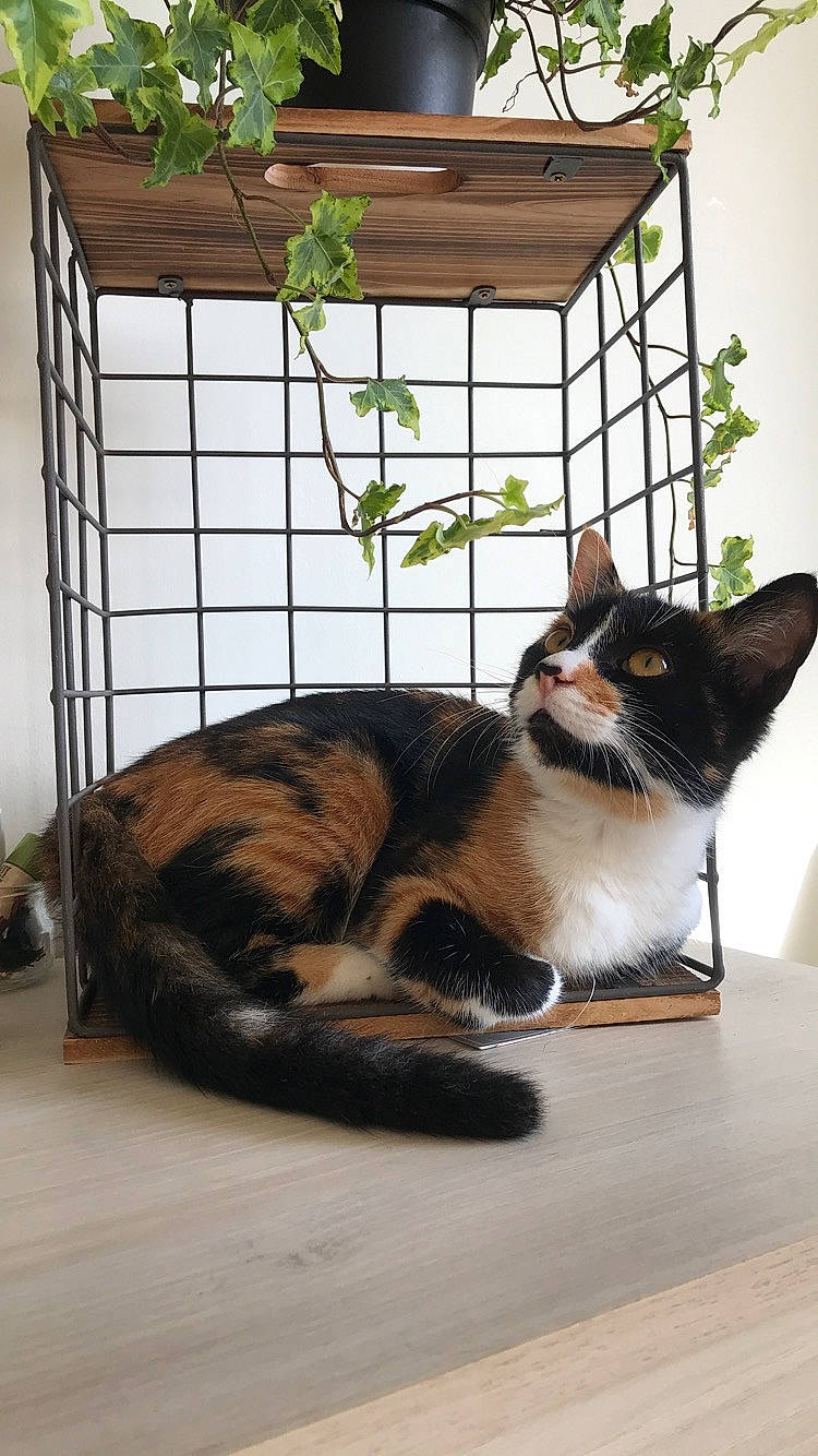 Pheeby a rejoint le concours — aidez-le/la à gagner de superbes lots ! cage, carnivore, cat, comfort, domestic_short_haired_cat, felidae, flowerpot, fur, houseplant, mammal, pet_supply, plant, small_to_medium_sized_cats, snout, tail, tree, vertebrate, whiskers, window, wood