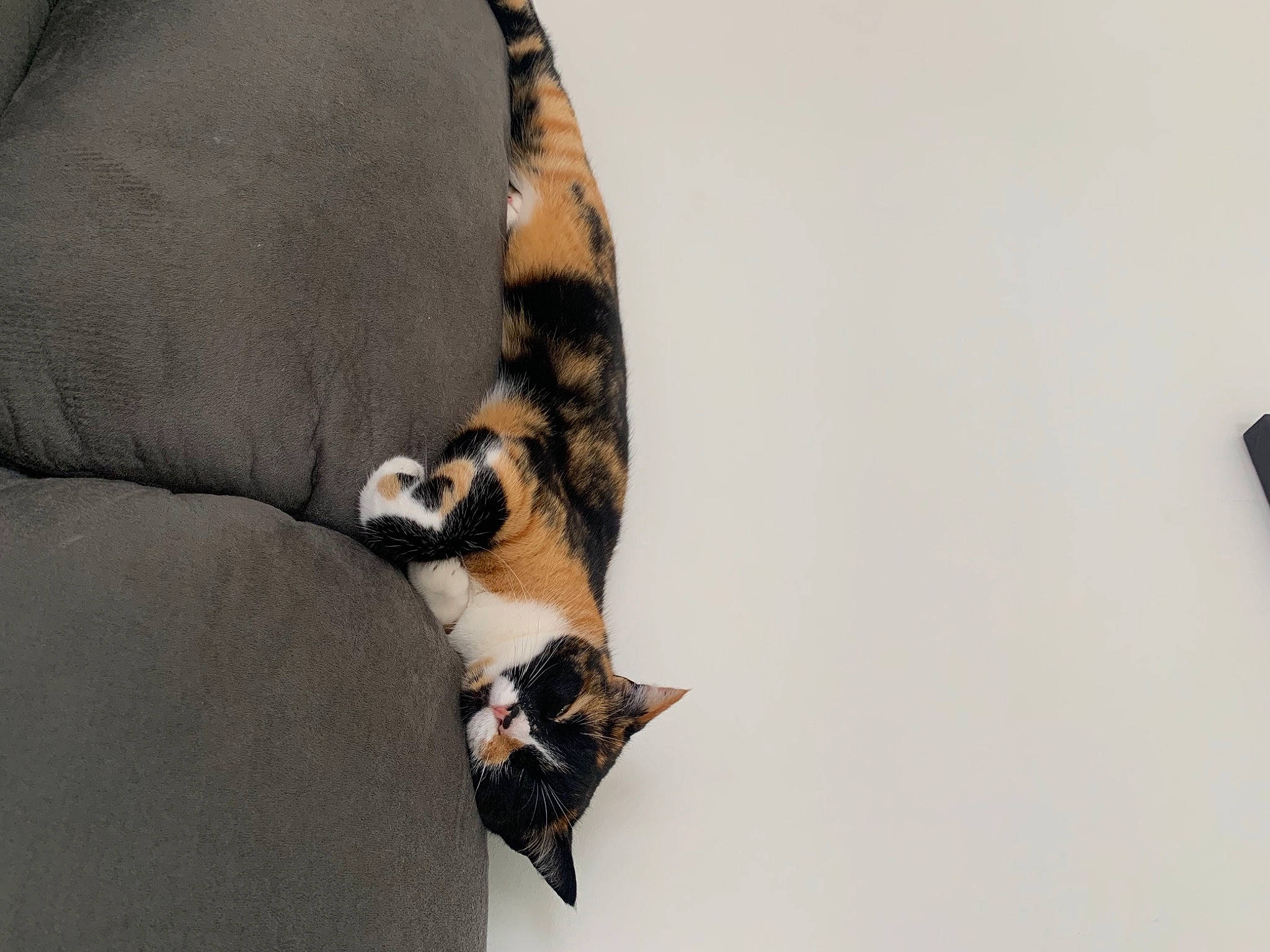 Pheeby participe au concours pour gagner de l'argent avec cette photo : canidae, carnivore, cat, cat_supply, chair, claw, comfort, companion_dog, dog_breed, dress, fawn, feather, felidae, human_leg, paw, small_to_medium_sized_cats, snout, sporting_group, tail, whiskers