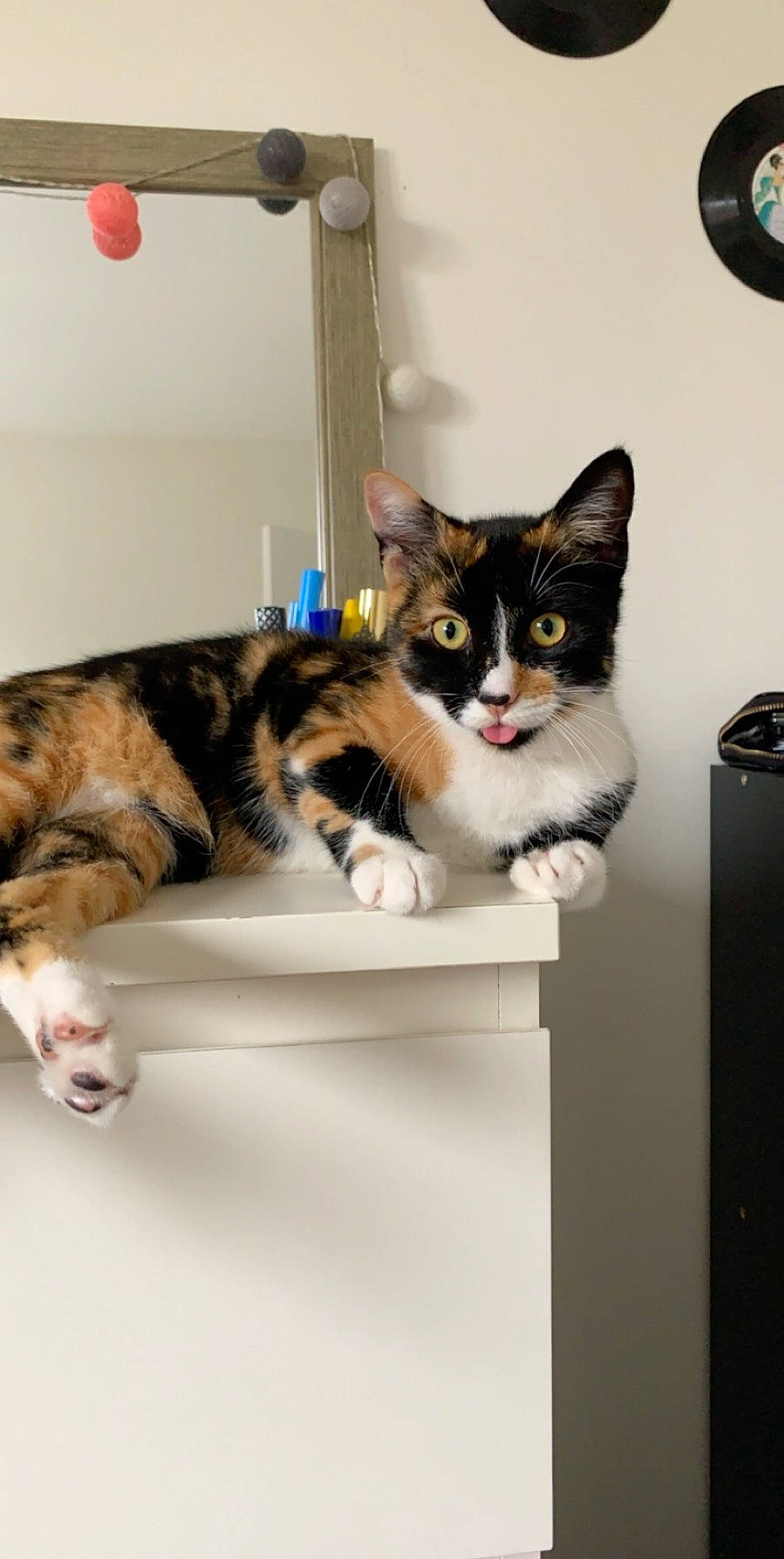 Pheeby a rejoint le concours — aidez-le/la à gagner de superbes lots ! box, cardboard, carnivore, cat, comfort, domestic_short_haired_cat, drawer, felidae, flooring, fur, mammal, packaging_and_labeling, paw, room, shelf, small_to_medium_sized_cats, tail, vertebrate, whiskers, wood