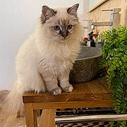 Guizmo a rejoint le concours — aidez-le/la à gagner de superbes lots ! cat, fluffy, blue_eyes, wooden_table, plant, indoor, sink, stone_sink, furniture, pet, animal, fur, tail, ears, whiskers, domestic, cute, sitting, household, cozy