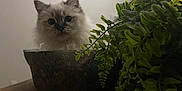 Guizmo participe au concours pour gagner de l'argent avec cette photo : cat, fluffy, bowl, plant, greenery, wooden_table, indoor, curious, pet, fur, face, eyes, closeup, mammal, home, decor, nature, leaf, animal, cute