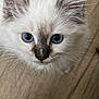 Guizmo a rejoint le concours — aidez-le/la à gagner de superbes lots ! kitten, cat, blue_eyes, close_up, fluffy, whiskers, fur, pet, animal, cute, curious, face, portrait, indoor, young, mammal, small, feline, looking_up, soft
