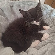 Elsie is registered to the contest to win money with this photo: kitten, cat, sleeping, black_and_white, paw, whiskers, furry, cozy, blanket, soft, cute, pet, animal, resting, indoor, closeup, small, adorable, young, nap