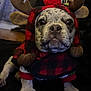 animal, antlers, black, christmas, closeup, costume, cute, dog, face, festive, hat, indoor, pet, plaid, plush, pom_pom, puppy, red, sitting, white