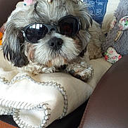 Voyou participe au concours pour gagner de l'argent avec cette photo : accessory, animal, blanket, chair, cozy, cute, decor, dog, flower, fluffy, fur, furniture, home, indoor, pet, portrait, relaxed, resting, small_dog, sunglasses