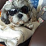 accessory, animal, blanket, chair, cozy, cute, decor, dog, flower, fluffy, fur, furniture, home, indoor, pet, portrait, relaxed, resting, small_dog, sunglasses
