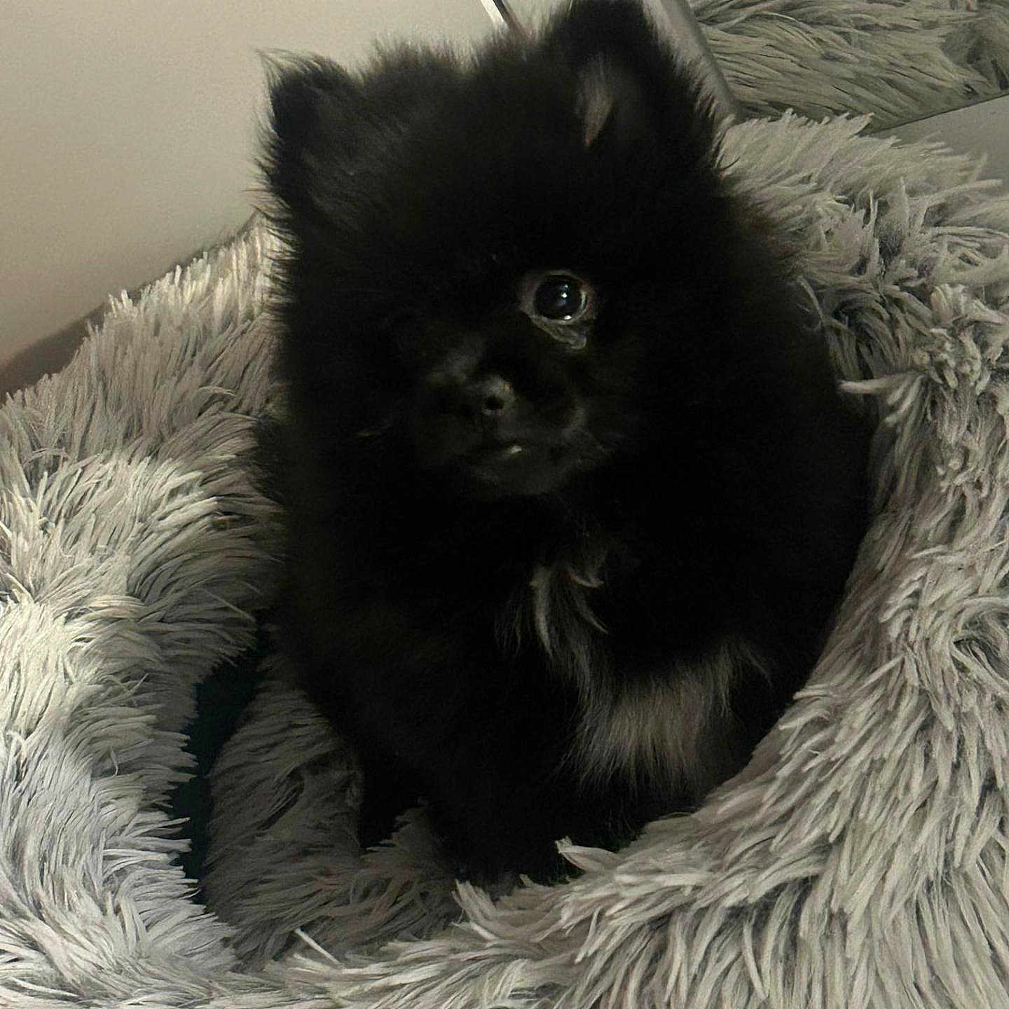 Voyou a rejoint le concours — aidez-le/la à gagner de superbes lots ! adorable, animal, black_dog, companion_animal, cozy, cute, cute_pet, dog, domestic_animal, fluffy, fur, home, indoor, looking, pet_bed, puppy, resting, small_dog, soft_texture, young