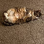 belly_up, carpet, cat, chonk, cozy, cute, fur, fur_pattern, home, indoor, lounging, mammal, nap, paws, pet, portrait, relaxed, sleeping, tabby_cat, whiskers