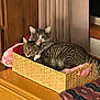 basket, bedroom, blanket, cat, cats_pair, cozy, cuddling, curtain, domestic_animal, dresser, eyes, furniture, indoor, paws, pet, resting, stripes, tabby_cat, whiskers, wood