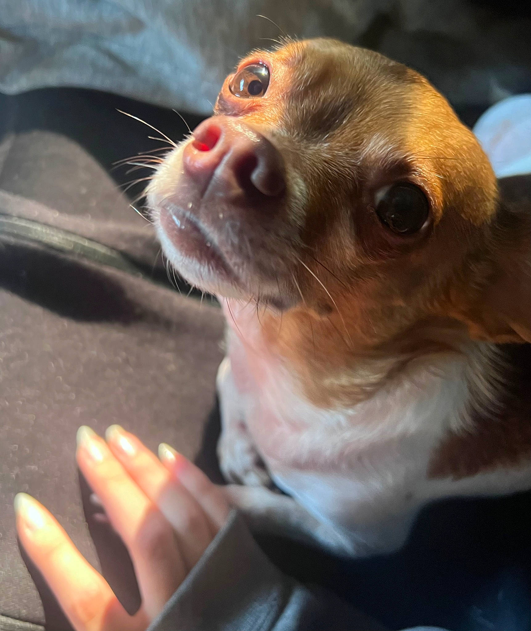 Flutter joined the competition — help win amazing prizes! canidae, carnivore, chihuahua, companion_dog, corgi_chihuahua, dog, dog_breed, ear, eyewear, fawn, fur, gesture, nail, paw, snout, sporting_group, thumb, toy_dog, waste_container, whiskers